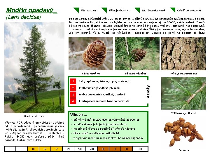 Modřín opadavý Říše: rostliny (Larix decidua) Třída: jehličnany Šišky vzpřímené, 2 -6 cm, šupiny