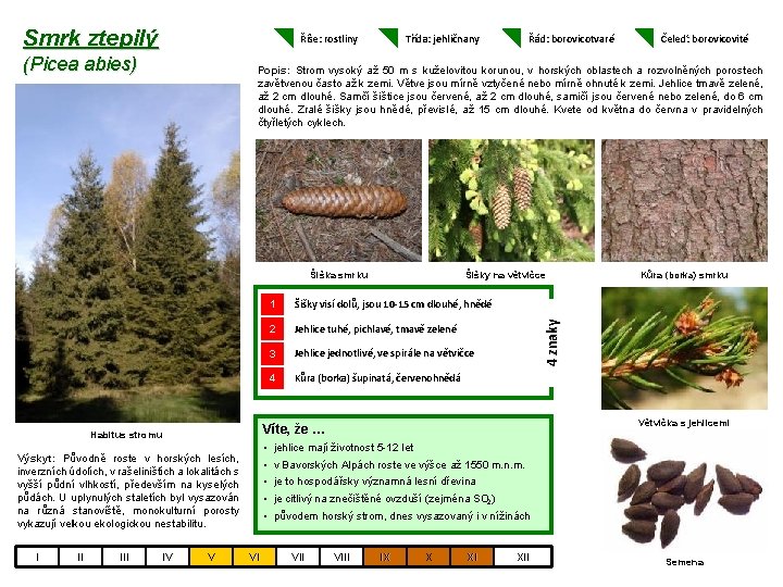 Smrk ztepilý Říše: rostliny (Picea abies) Třída: jehličnany Šišky visí dolů, jsou 10 -15