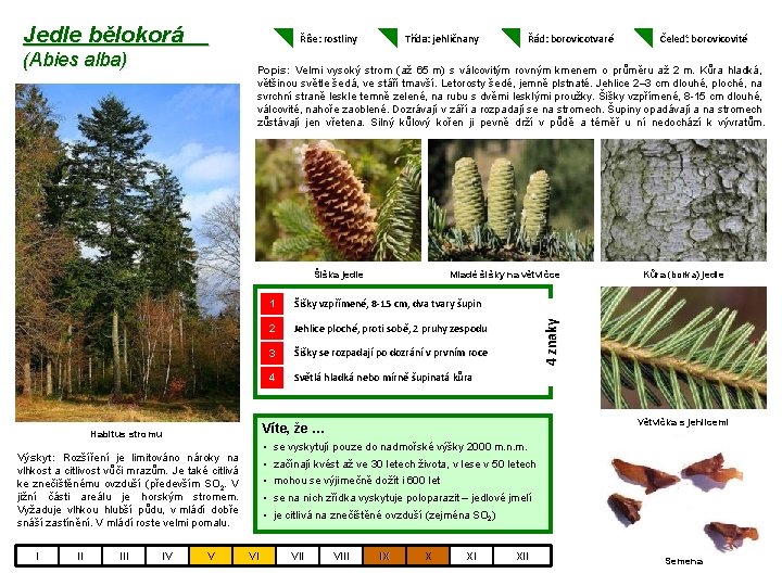 Jedle bělokorá Říše: rostliny (Abies alba) Třída: jehličnany Šišky vzpřímené, 8 -15 cm, dva