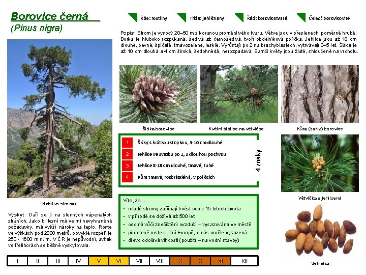 Borovice černá Říše: rostliny (Pinus nigra) Třída: jehličnany Šišky s krátkou stopkou, 3 -10