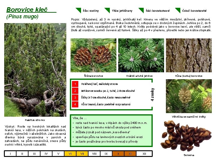 Borovice kleč Říše: rostliny (Pinus mugo) Třída: jehličnany Poléhavý keř, málokdy strom 2 Jehlice