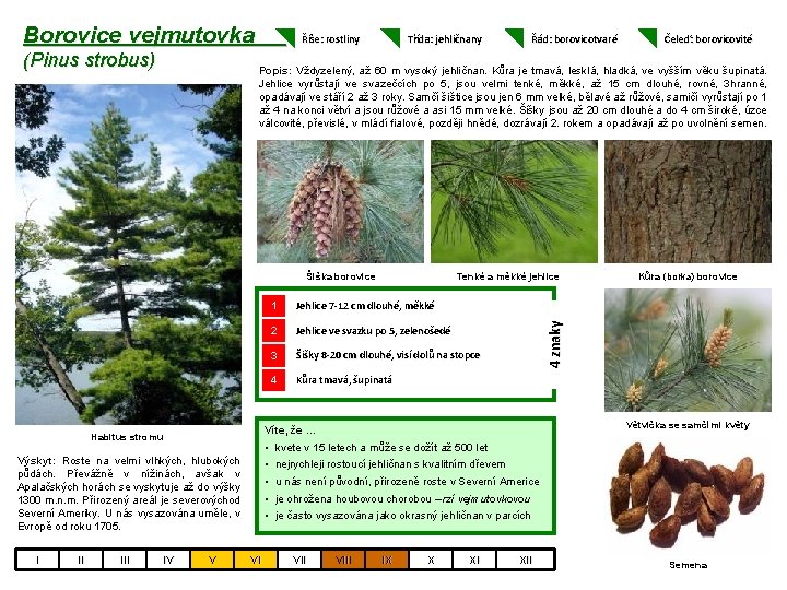 Borovice vejmutovka (Pinus strobus) Říše: rostliny Třída: jehličnany Jehlice 7 -12 cm dlouhé, měkké