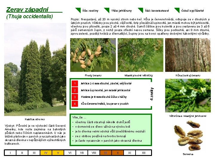 Zerav západní Říše: rostliny (Thuja occidentalis) Třída: jehličnany Jehlice 2 -4 mm dlouhé, ploché,