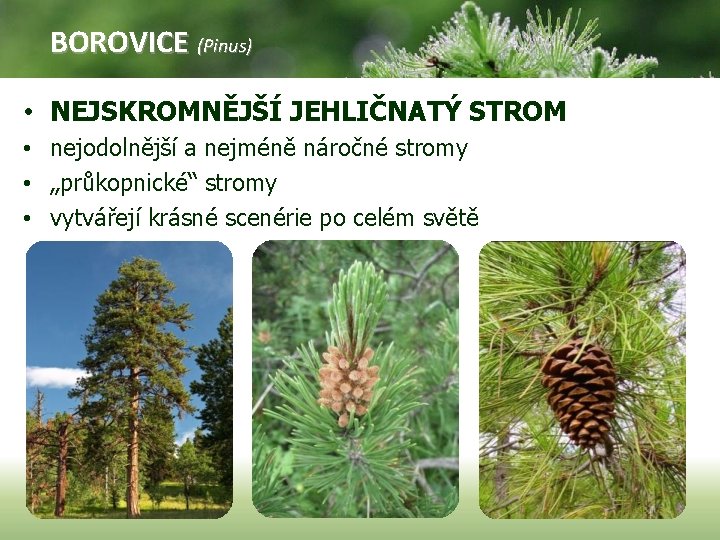 BOROVICE (Pinus) • NEJSKROMNĚJŠÍ JEHLIČNATÝ STROM • nejodolnější a nejméně náročné stromy • „průkopnické“