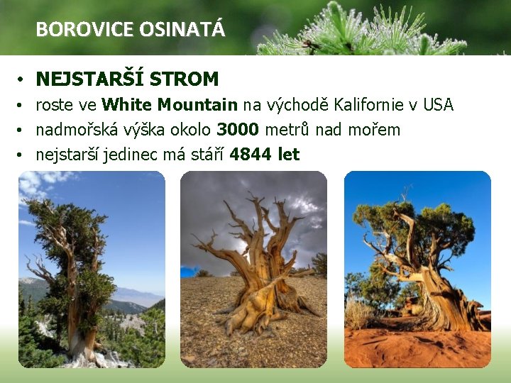 BOROVICE OSINATÁ • NEJSTARŠÍ STROM • roste ve White Mountain na východě Kalifornie v