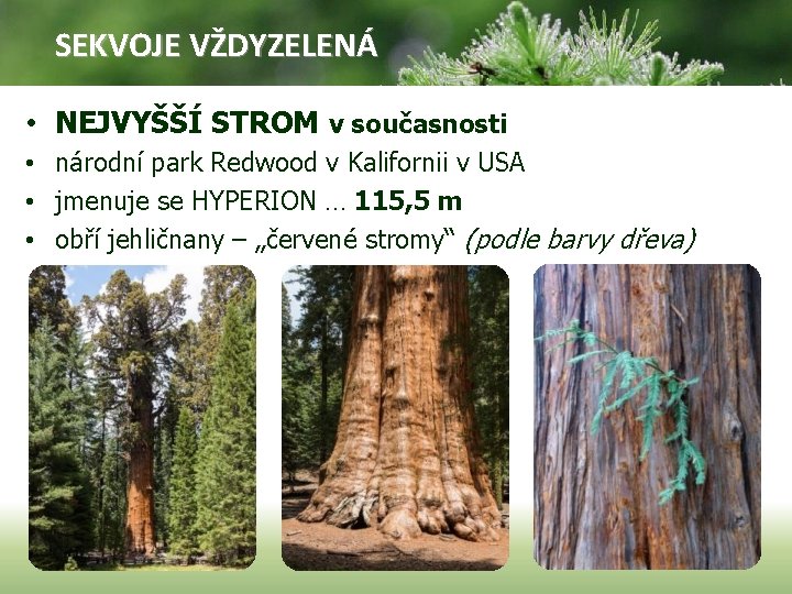 SEKVOJE VŽDYZELENÁ • NEJVYŠŠÍ STROM v současnosti • národní park Redwood v Kalifornii v