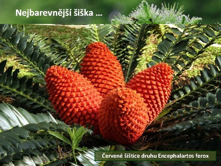 Nejbarevnější šiška … Červené šištice druhu Encephalartos ferox 