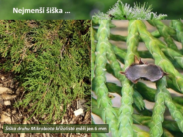 Nejmenší šiška … Šiška druhu Mikrobiota křížolistá měří jen 6 mm 