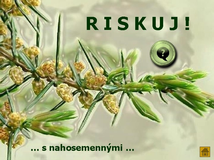 RISKUJ! … s nahosemennými … 