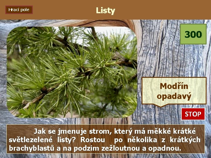 Hrací pole Listy 300 Modřín opadavý STOP 0: 01 0: 02 0: 03 0: