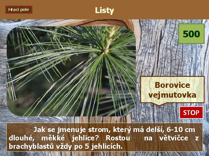 Hrací pole Listy 500 Borovice vejmutovka STOP 0: 01 0: 02 0: 03 0: