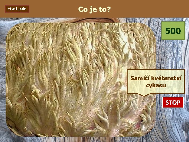 Hrací pole Co je to? 500 Samičí květenství cykasu STOP 0: 01 0: 02