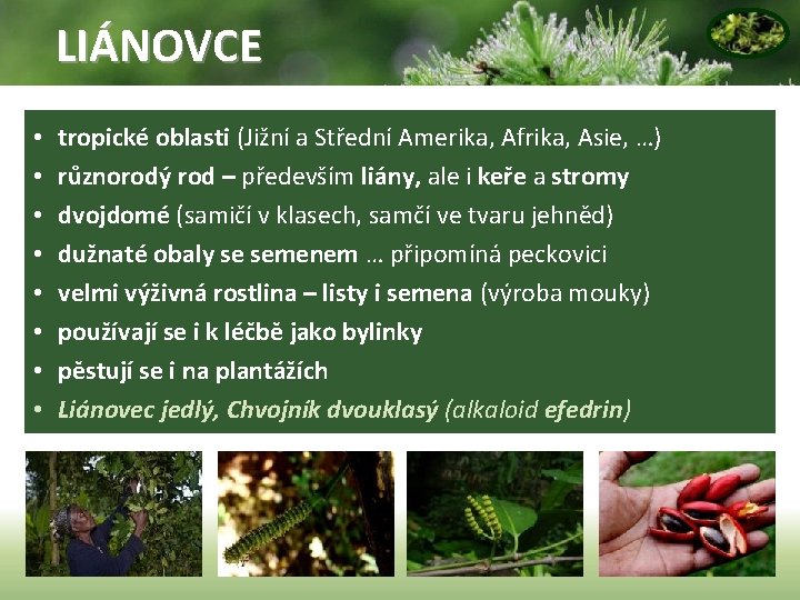 LIÁNOVCE • • tropické oblasti (Jižní a Střední Amerika, Afrika, Asie, …) různorodý rod