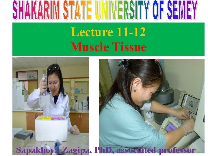 Lecture 11 -12 Muscle Tissue Sapakhova Zagipa, Ph. D, associated professor 