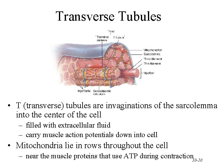 Transverse Tubules • T (transverse) tubules are invaginations of the sarcolemma into the center Transverse Tubules • T (transverse) tubules are invaginations of the sarcolemma into the center