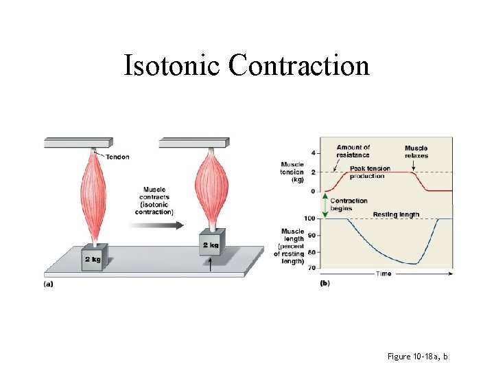 Isotonic Contraction Figure 10– 18 a, b 