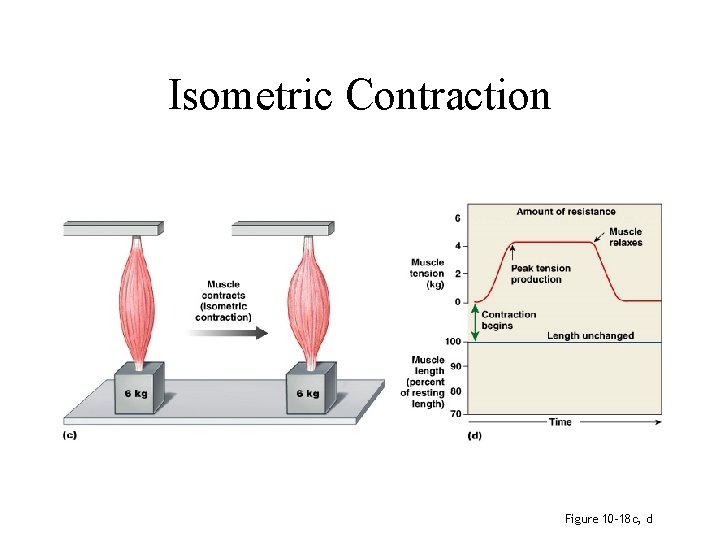 Isometric Contraction Figure 10– 18 c, d 