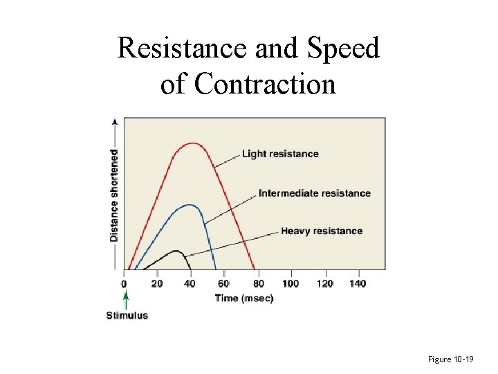 Resistance and Speed of Contraction Figure 10– 19 Resistance and Speed of Contraction Figure 10– 19