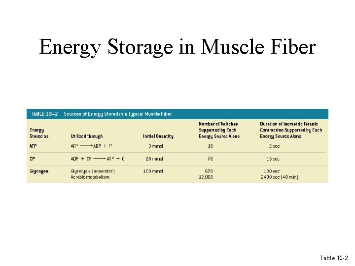 Energy Storage in Muscle Fiber Table 10– 2 