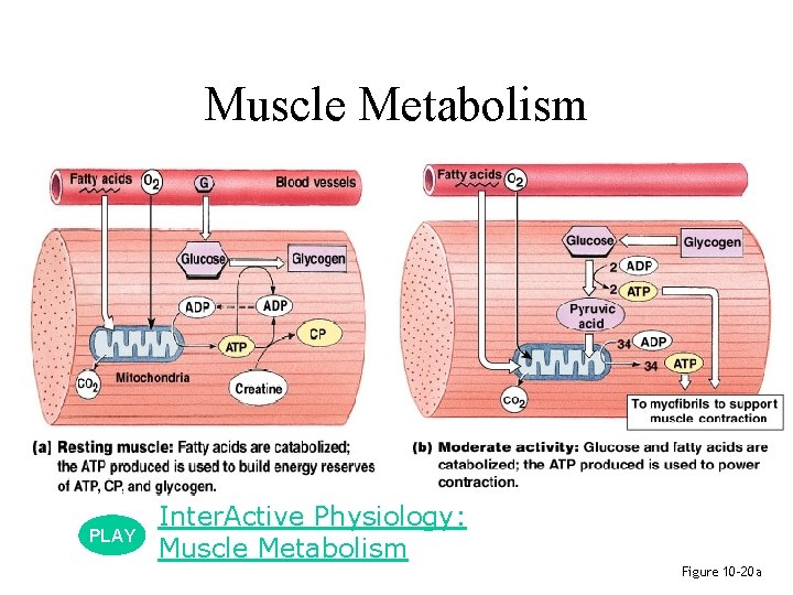 Muscle Metabolism PLAY Inter. Active Physiology: Muscle Metabolism Figure 10– 20 a Muscle Metabolism PLAY Inter. Active Physiology: Muscle Metabolism Figure 10– 20 a