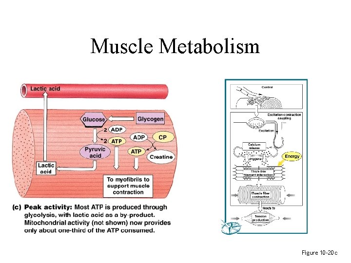 Muscle Metabolism Figure 10– 20 c 