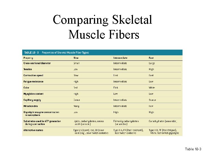 Comparing Skeletal Muscle Fibers Table 10– 3 