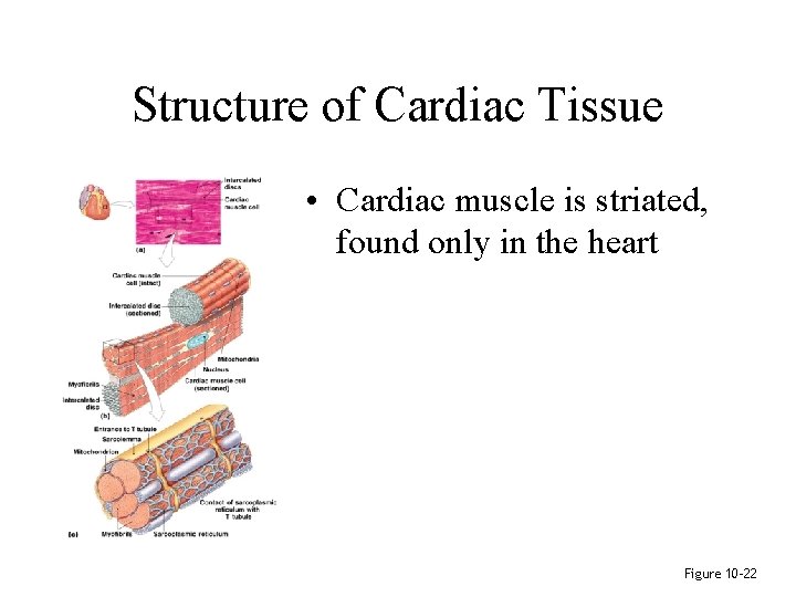 Structure of Cardiac Tissue • Cardiac muscle is striated, found only in the heart