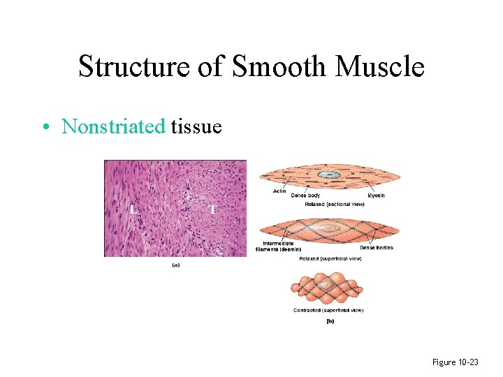 Structure of Smooth Muscle • Nonstriated tissue Figure 10– 23 