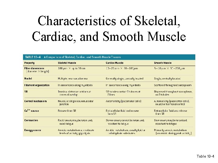Characteristics of Skeletal, Cardiac, and Smooth Muscle Table 10– 4 Characteristics of Skeletal, Cardiac, and Smooth Muscle Table 10– 4