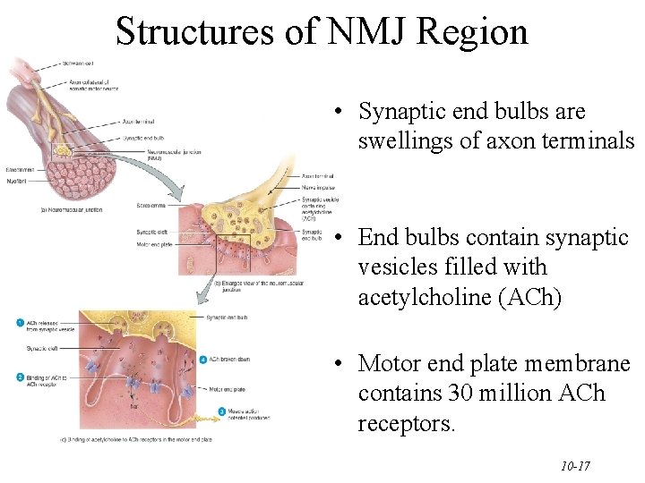 Structures of NMJ Region • Synaptic end bulbs are swellings of axon terminals •