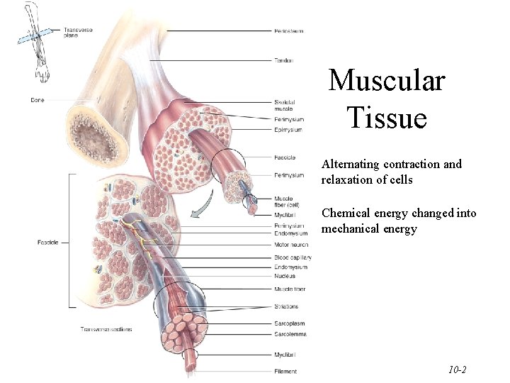 Muscular Tissue • Alternating contraction and relaxation of cells • Chemical energy changed into