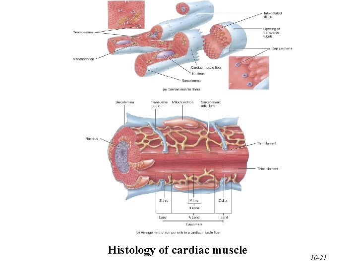 Histology of cardiac muscle 10 -21 