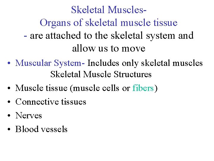 Skeletal Muscles. Organs of skeletal muscle tissue - are attached to the skeletal system Skeletal Muscles. Organs of skeletal muscle tissue - are attached to the skeletal system