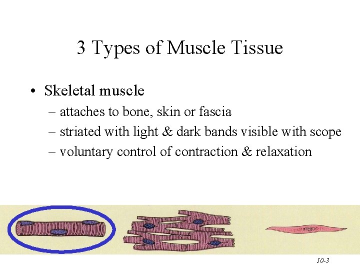 3 Types of Muscle Tissue • Skeletal muscle – attaches to bone, skin or