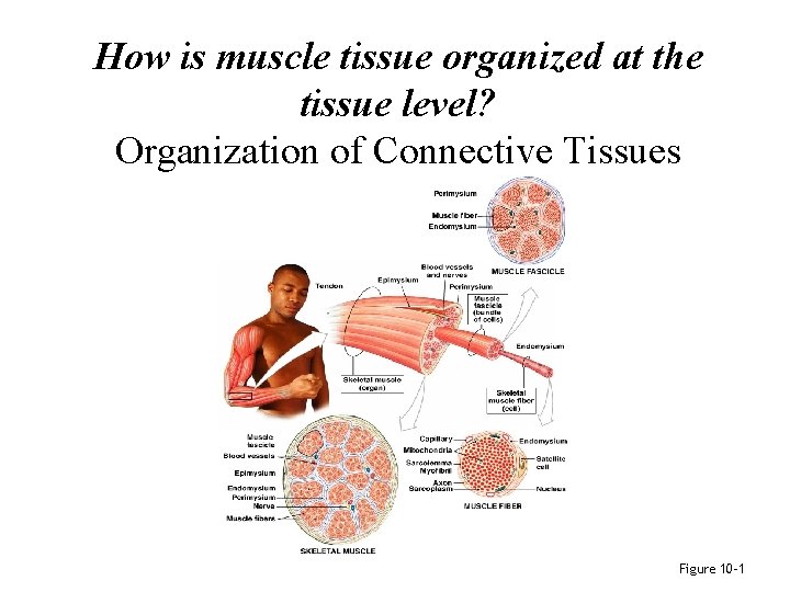 How is muscle tissue organized at the tissue level? Organization of Connective Tissues Figure