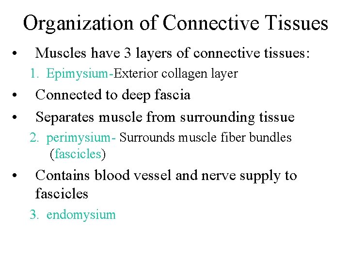 Organization of Connective Tissues • Muscles have 3 layers of connective tissues: 1. Epimysium-Exterior