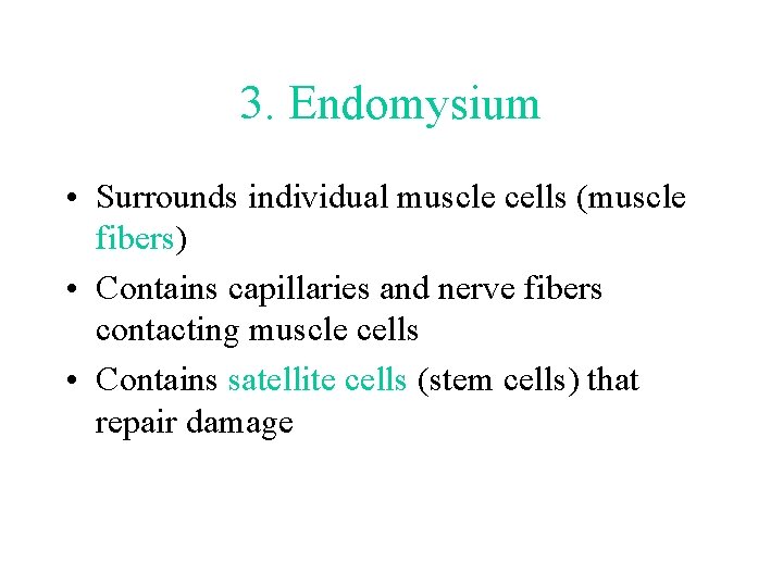 3. Endomysium • Surrounds individual muscle cells (muscle fibers) • Contains capillaries and nerve