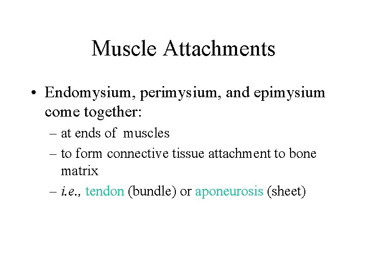 Muscle Attachments • Endomysium, perimysium, and epimysium come together: – at ends of muscles