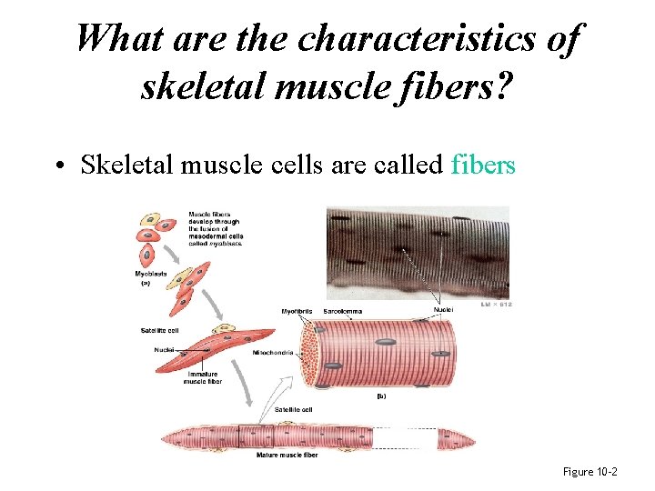 What are the characteristics of skeletal muscle fibers? • Skeletal muscle cells are called What are the characteristics of skeletal muscle fibers? • Skeletal muscle cells are called