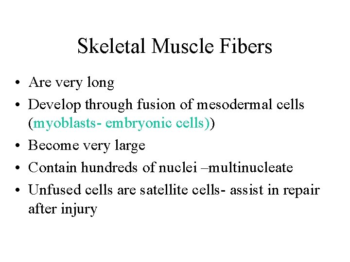 Skeletal Muscle Fibers • Are very long • Develop through fusion of mesodermal cells