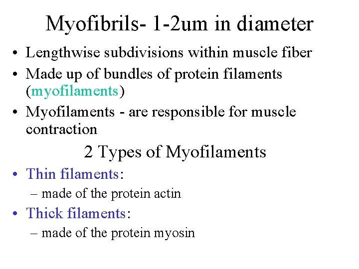 Myofibrils- 1 -2 um in diameter • Lengthwise subdivisions within muscle fiber • Made