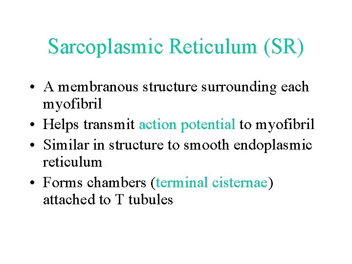 Sarcoplasmic Reticulum (SR) • A membranous structure surrounding each myofibril • Helps transmit action Sarcoplasmic Reticulum (SR) • A membranous structure surrounding each myofibril • Helps transmit action