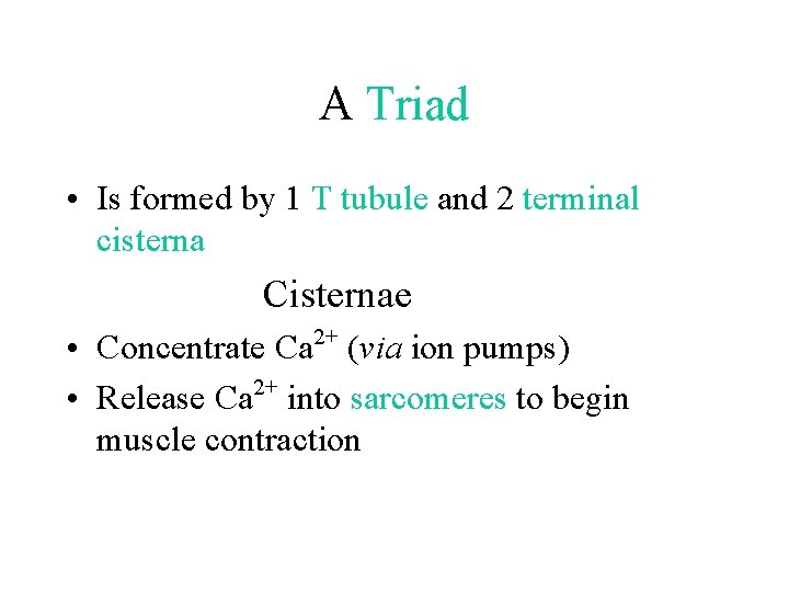 A Triad • Is formed by 1 T tubule and 2 terminal cisterna Cisternae