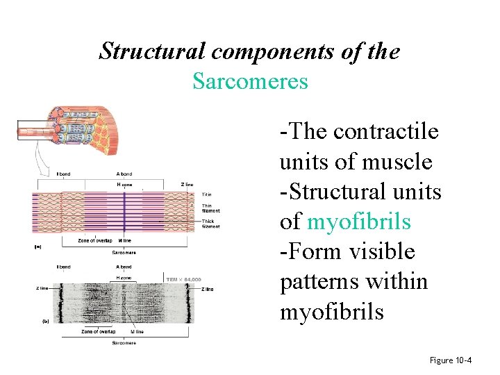 Structural components of the Sarcomeres -The contractile units of muscle -Structural units of myofibrils Structural components of the Sarcomeres -The contractile units of muscle -Structural units of myofibrils