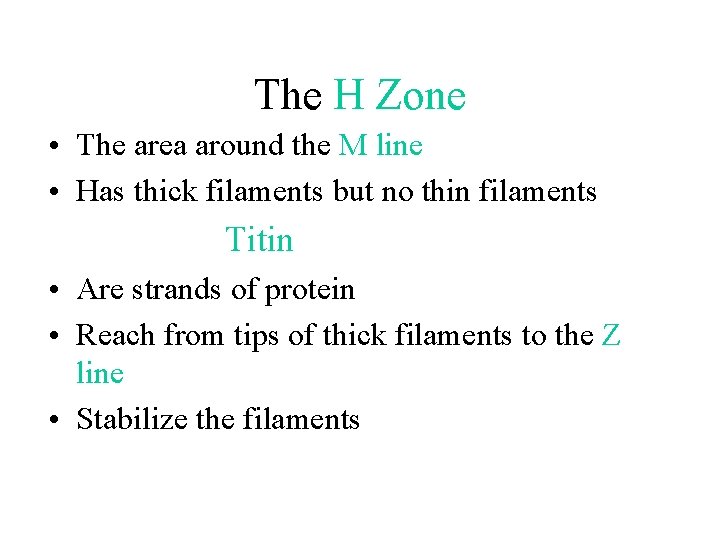 The H Zone • The area around the M line • Has thick filaments The H Zone • The area around the M line • Has thick filaments