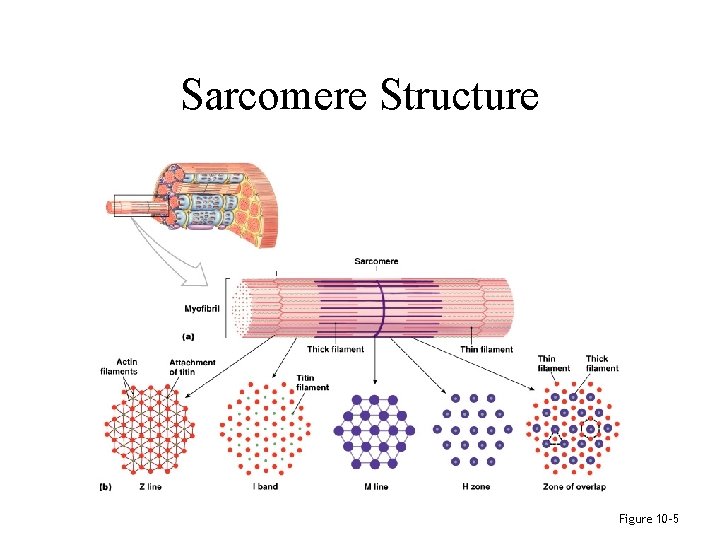 Sarcomere Structure Figure 10– 5 Sarcomere Structure Figure 10– 5