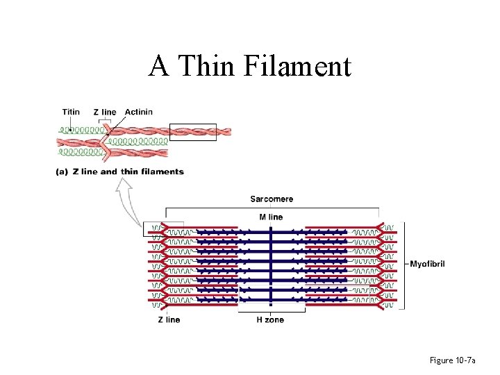 A Thin Filament Figure 10– 7 a 