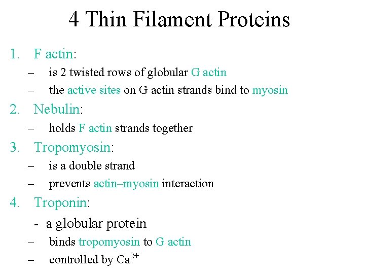 4 Thin Filament Proteins 1. F actin: – – is 2 twisted rows of