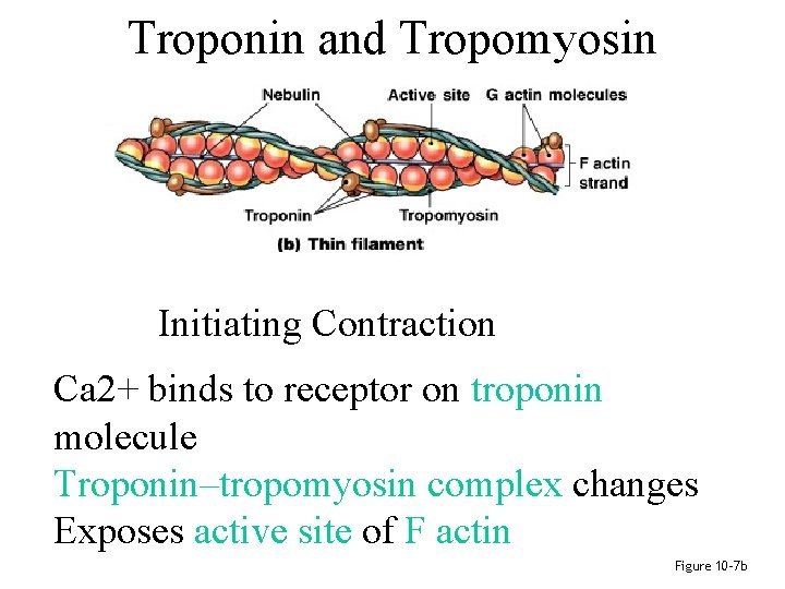 Troponin and Tropomyosin Initiating Contraction Ca 2+ binds to receptor on troponin molecule Troponin–tropomyosin