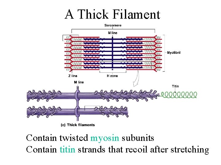 A Thick Filament Contain twisted myosin subunits Contain titin strands that recoil after stretching